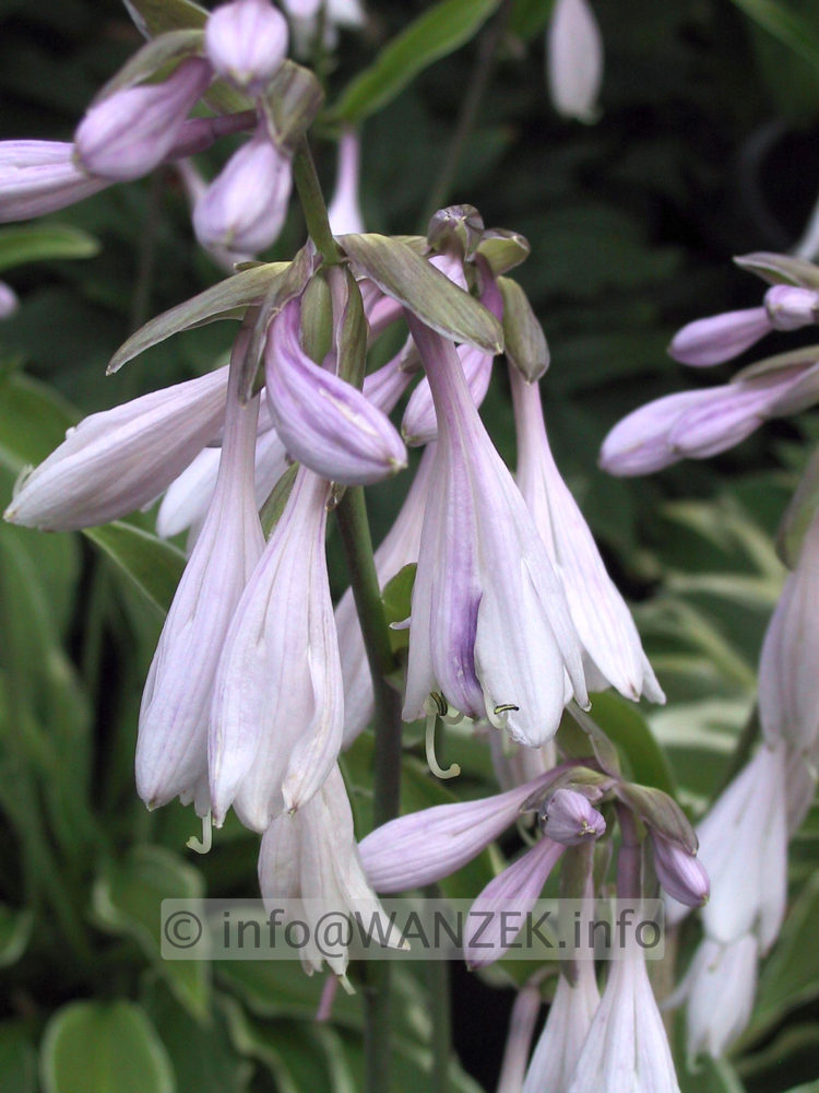 Hosta Hybride Silver Crown 03.JPG